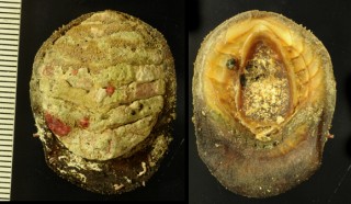 ババガセ Placiphorella stimpsoni small