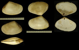 トヘロアガイ Paphies ventricosa small