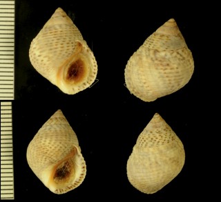 ヌマチタマキビ Littoraria irrorata small