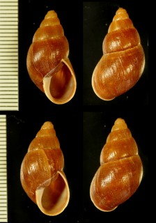 チャイロシモブクレマイマイ (仮称) Scutalus culmineus small