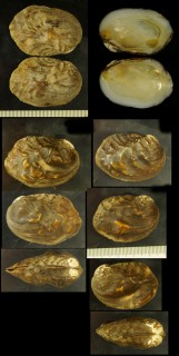 クボミヌマガイ Lamprotula caveata small