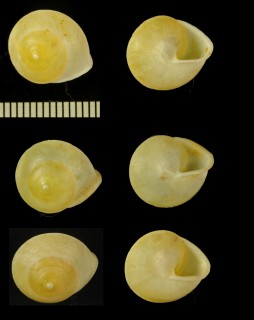 レオポルディナヤマキサゴ (仮称) Helicina leopoldinae small