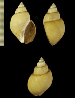 ホンゾウゲバイ（仮称） Babylonia areolata forma austraoceanensis small