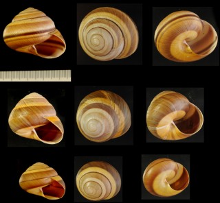 ニモメダママイマイ (仮称) Asperitas trochus endeana small
