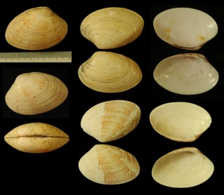 ヨーロッパアサリモドキ Polititapes rhomboides small