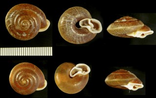 ウズマキオニグチマイマイの仲間03 Labyrinthus leprieurii small