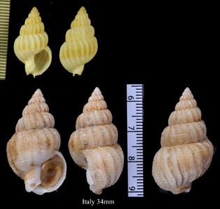 ヤスリメムシロ Nassarius limatus small