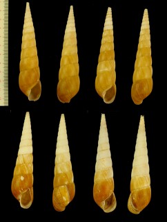 オベリスクガイ Obeliscus obeliscus small