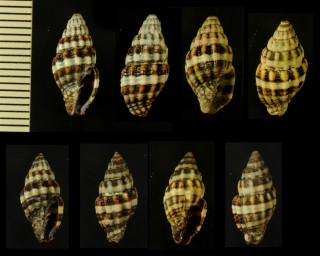 シマオトメフデ Pusia discolaria small
