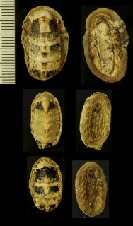 アヤヒザラガイ Tonicia interplicata small