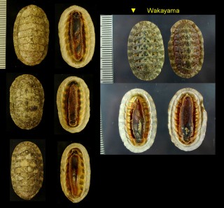 ヤスリヒザラガイ Lepidozona coreanica small