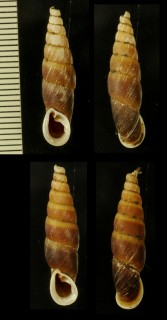 ミヤコオキナワギセル Stereophaedusa striatella small