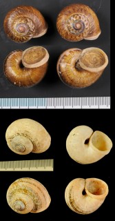 リュウキュウヤマタニシ 琉球山田螺 Cyclophorus turgidus angulatus small
