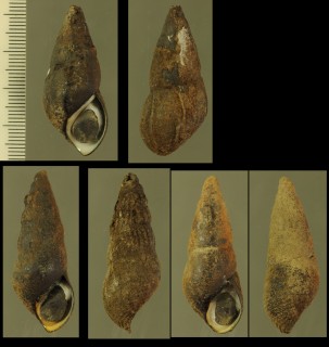 タルカワニナ Semisulcospira tsushimana small