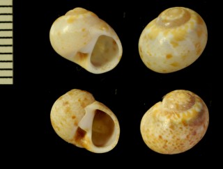 タマガイの仲間 南アフリカ02 Natica queketti small