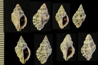 コウシレイシダマシ Muricodrupa pothuanii small