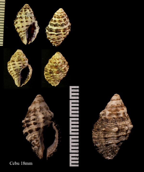 イトマキレイシダマシ Morula iostoma small