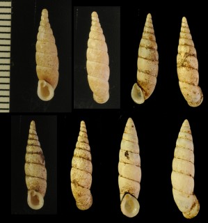 ピルスブリギセル Tyrannophaedusa pilsbryana small