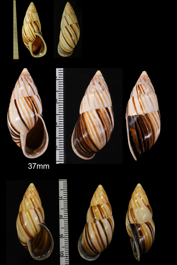 ロビートウガタマイマイ (仮称) Neopetraeus lobbii small