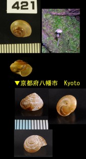 チャイロオトメマイマイ Trishoplita mesogonia small
