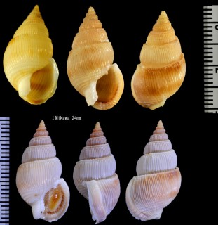 イトカケムシロ Zeuxis hirasei small