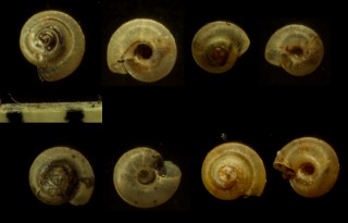 ミジンナタネガイ Punctum atomus small