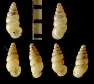 スジケシガイ Carychium noduliferum small