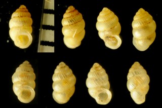 タネガシマゴマガイ 種子島胡麻貝 Diplommatina tanegashimae small