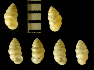 ヤエヤマゴマガイ 八重山胡麻貝 Diplommatina insularum small