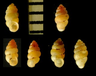 ゴマガイ 胡麻貝 Diplommatina uzenensis cassa small