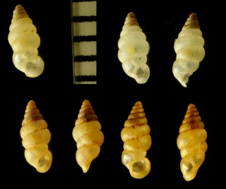 ヨナグニゴマガイ 与那国胡麻貝 Diplommatina yonakunijimana small
