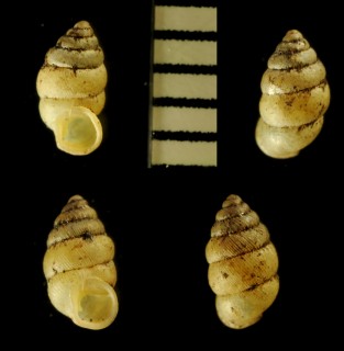 オオウエゴマガイ 大上胡麻貝 Diplommatina collarifera tenuiplica small
