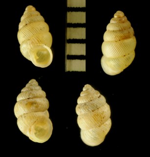 イブキゴマガイ 伊吹胡麻貝 Diplommatina collarifera small