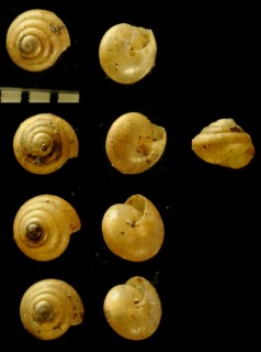ハリマキビ 播磨黍 Parakaliella harimensis small