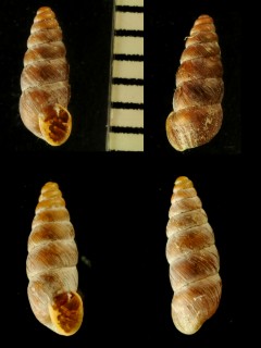カラスムギサナギガイの一種 Chondrina avenacea lepta small