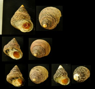 シラボシシタダミの一型 Monodonta tamsi small