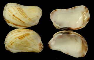 タガソデモドキ 擬誰袖 Trapezium sublaevigatum small