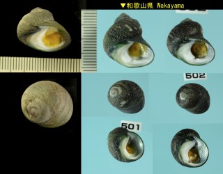 クビレクロヅケ Monodonta perplexa small