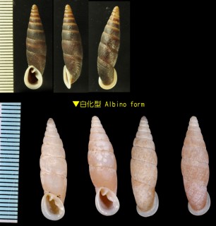 タイワンギセル Formosana formosensis small