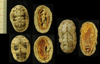 キクノハナヒザラガイ Acanthopleura tenuispinosa small