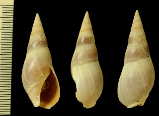 コユビバイ Bullia digitalis small