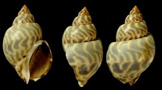 タイワンバイ　台湾バイ Babylonia formosae small