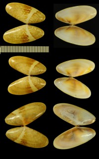 カワリフランスナミノコ Capsella variegata small