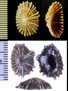 アラナミカラマツ Siphonaria serrata small