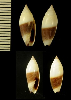 ソメワケフデ Imbricaria bicolor small