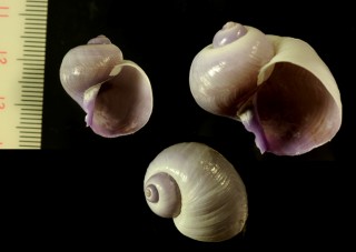 ルリガイ Janthina prolongata small