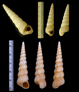 ユウビキリガイダマシ Turritella sanguinea small