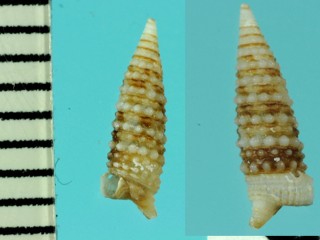 ムラクモミツクチキリオレ Iniforis poecila small
