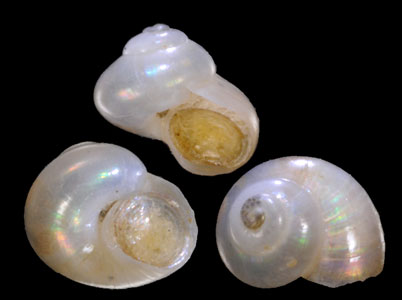 クボタシタダミ Dillwynella vitrea small