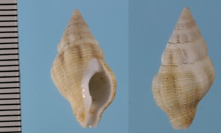 フォルスカルツノマタモドキの一種 Peristernia forskalii leucothea small